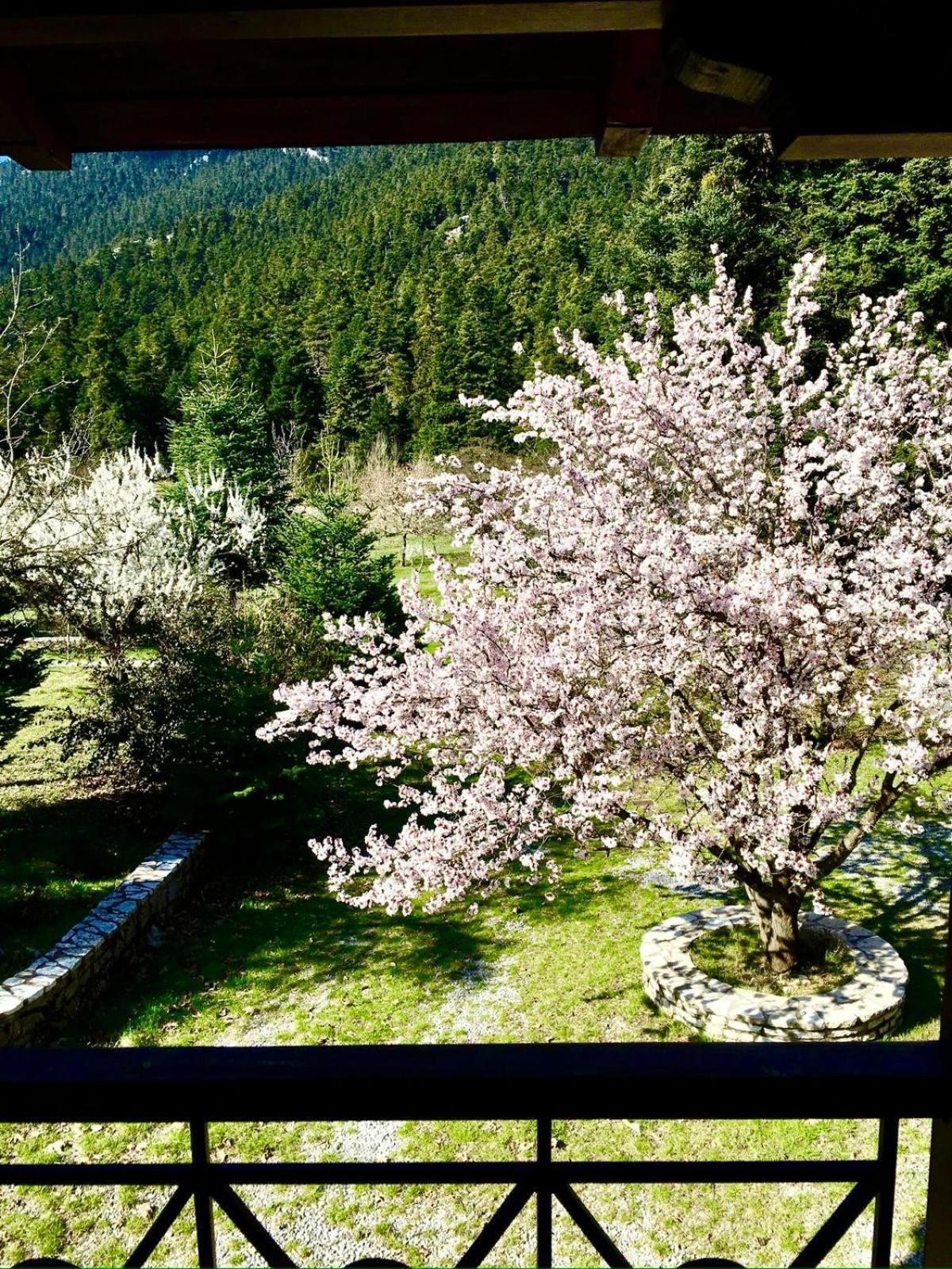 Alpine Escape Maisonette By Ski Alure Arachova Exteriér fotografie